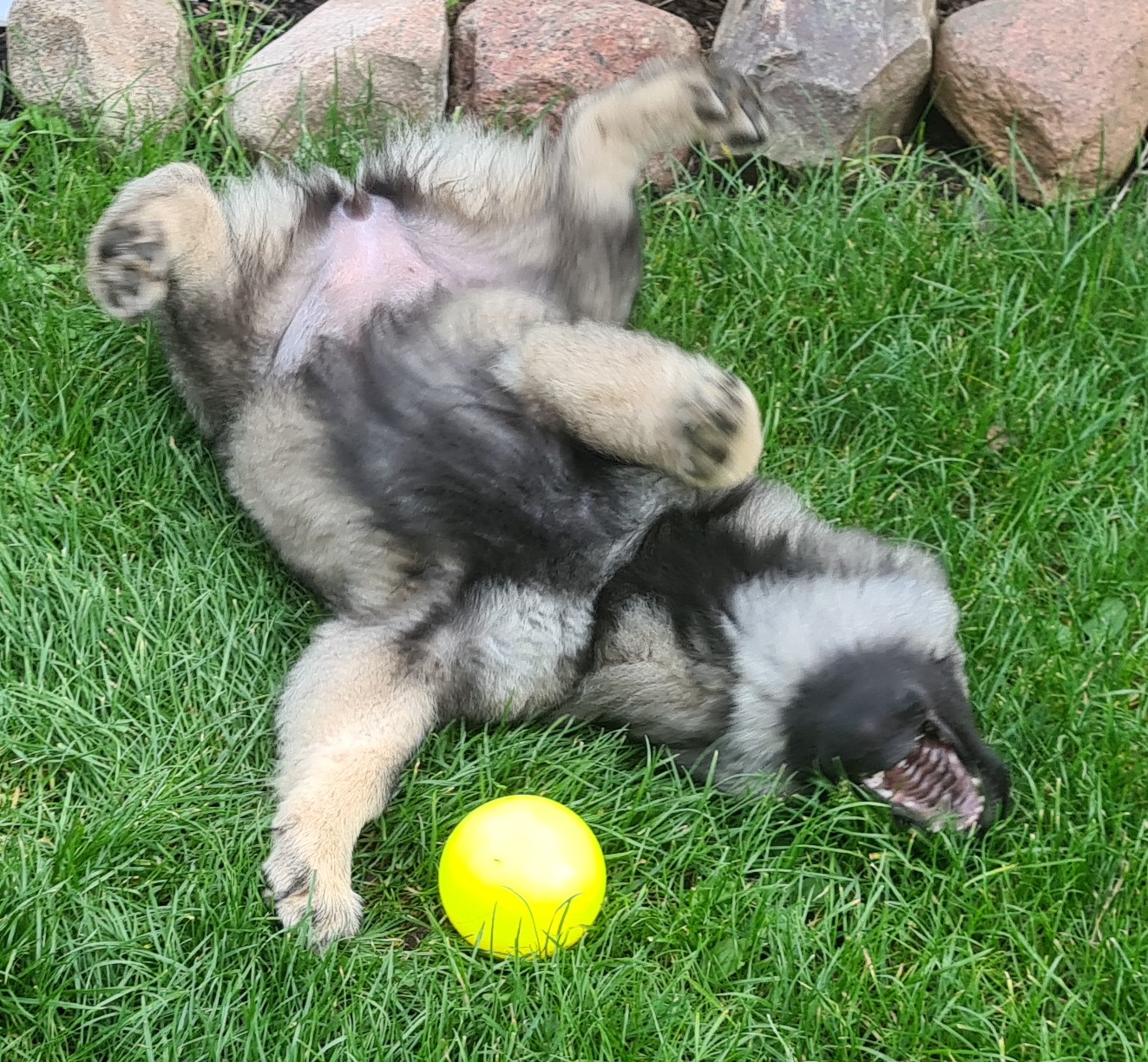 Eurasier Welpen stellen das Leben des Besitzers auf den Kopf.