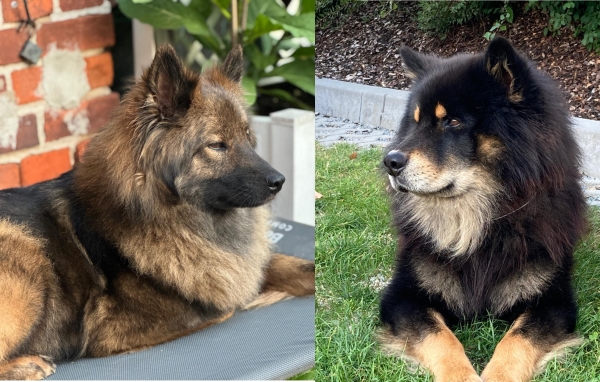 Auri und Nestor