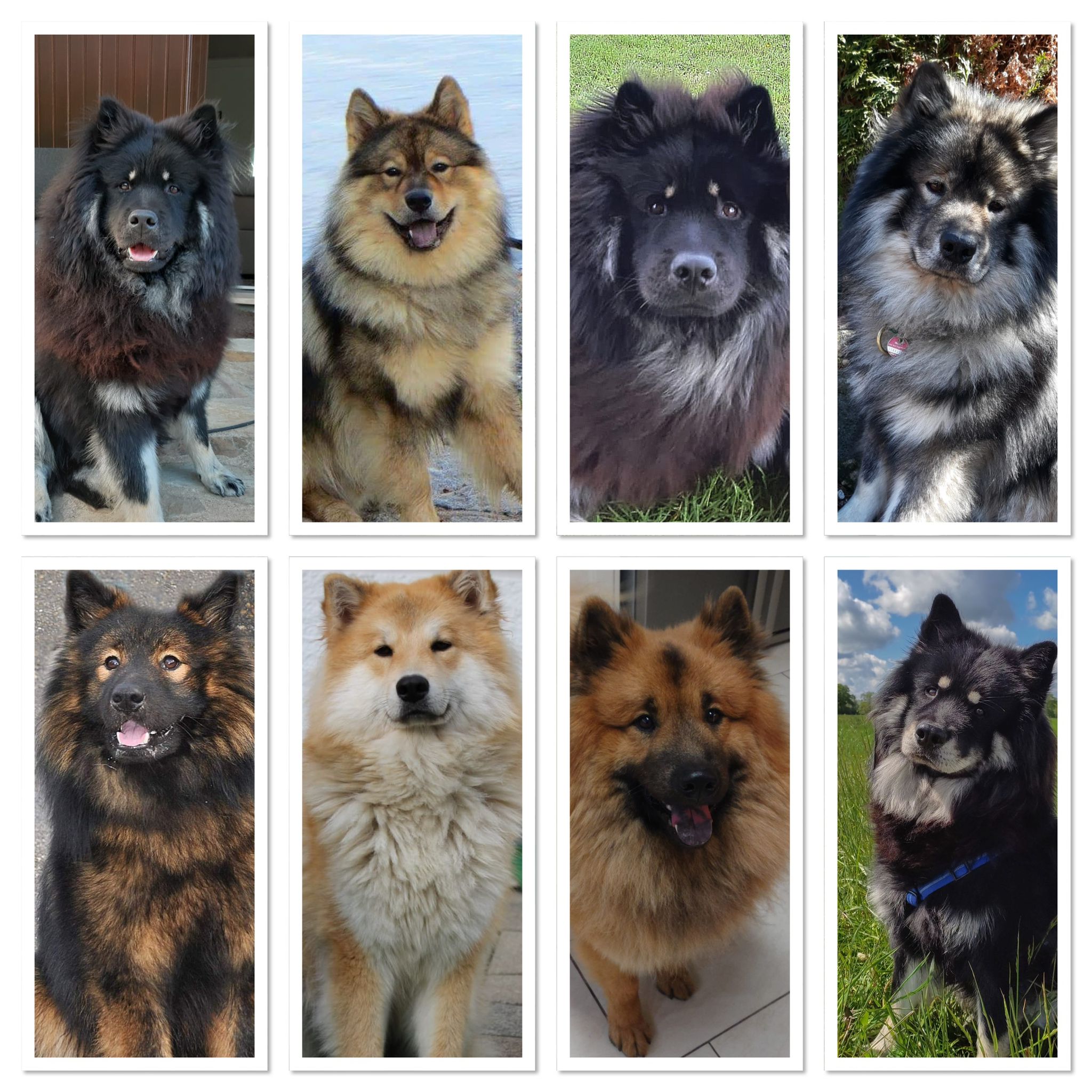 Die Hunderasse Eurasier mit Ihren unterschiedlichen Fellfarben, ihren Eigenschaften und den Rassetypischen Standards nach der FCI Klassifikation.